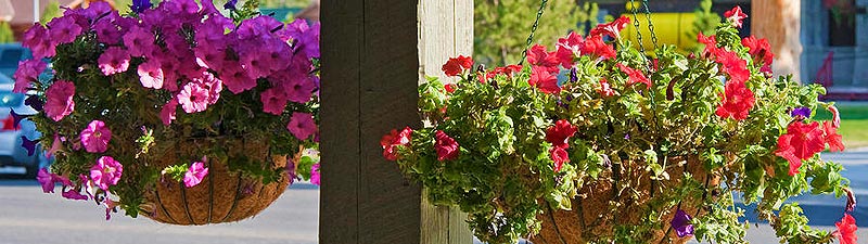 Hanging Baskets