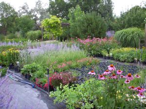 Perennial Area of Nursery